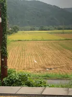 余呉駅の写真・動画_image_818271