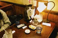 カフェアルルの写真・動画_image_819648