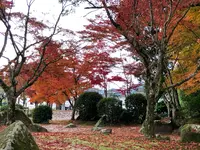紅葉谷公園の写真・動画_image_846616