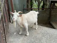池田動物園の写真・動画_image_854660