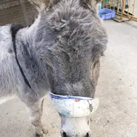 池田動物園の写真・動画_image_854661