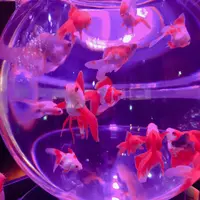 アートアクアリウム美術館の写真・動画_image_856888