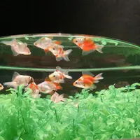 アートアクアリウム美術館の写真・動画_image_856892