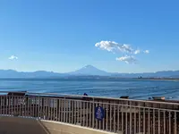 新江ノ島水族館の写真・動画_image_866846