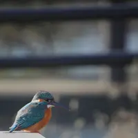 花島公園の写真・動画_image_868762