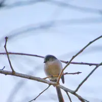 花島公園の写真・動画_image_868763