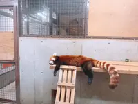 京都市動物園の写真・動画_image_875732