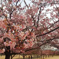山守茶屋 杜のとうふ工房三河屋の写真・動画_image_877473