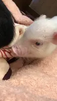 小動物園 HARRY PIGGYの写真・動画_image_877732