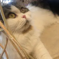 猫カフェモカラウンジ 池袋東口店の写真・動画_image_878098