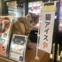 猫カフェモカラウンジ 池袋東口店の写真・動画_image_878099