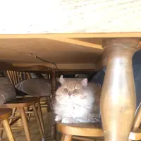 猫カフェモカラウンジ 池袋東口店の写真・動画_image_878101