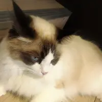 猫カフェモカラウンジ 池袋東口店の写真・動画_image_878102