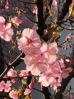 ギンザ シックス（GINZA SIX）の写真・動画_image_878280