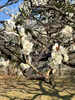 銀世界の梅の写真・動画_image_881140