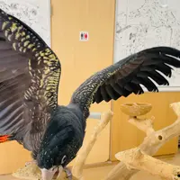 鳥の遊び場 鳥楽園の写真・動画_image_883749