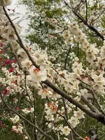 好古園の写真・動画_image_886957