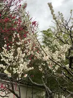 好古園の写真・動画_image_886959