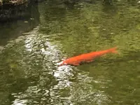 好古園の写真・動画_image_886960