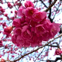 九重神社の写真・動画_image_888356