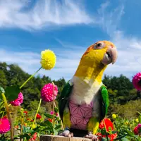 両神山麓 花の郷 ダリア園の写真・動画_image_890539