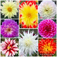 両神山麓 花の郷 ダリア園の写真・動画_image_890540