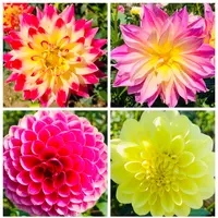 両神山麓 花の郷 ダリア園の写真・動画_image_890541