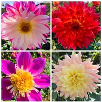 両神山麓 花の郷 ダリア園の写真・動画_image_890542