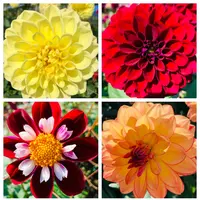 両神山麓 花の郷 ダリア園の写真・動画_image_890543