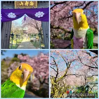 密蔵院の写真・動画_image_890545