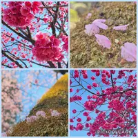 密蔵院の写真・動画_image_890546