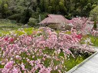 しだれ桃の里の写真・動画_image_898082