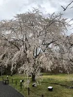 醍醐寺の写真・動画_image_901148