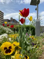 蒔田公園の写真・動画_image_901203