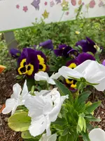 蒔田公園の写真・動画_image_901204