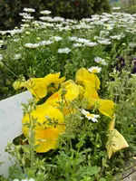 蒔田公園の写真・動画_image_901205