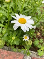 蒔田公園の写真・動画_image_901206
