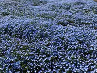 大分農業文化公園の写真・動画_image_901234