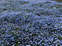 大分農業文化公園の写真・動画_image_901235