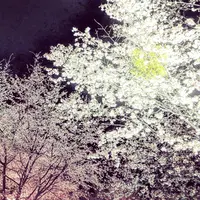 吉野山の写真・動画_image_901631