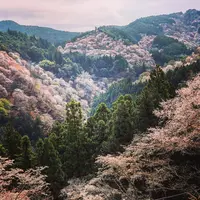 吉野山の写真・動画_image_901632