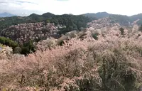 景勝の宿 芳雲館の写真・動画_image_901639