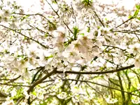 景勝の宿 芳雲館の写真・動画_image_901640