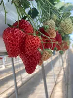 中村いちご農園の写真・動画_image_901847