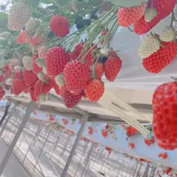 中村いちご農園の写真・動画_image_901848