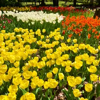 猿江恩賜公園の写真・動画_image_904609