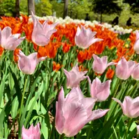 猿江恩賜公園の写真・動画_image_904610