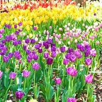 猿江恩賜公園の写真・動画_image_904612
