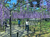 岡崎公園の藤棚の写真・動画_image_909727