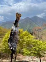山麓亭三峰お犬茶屋の写真・動画_image_914510